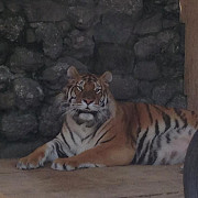 tigrul alex cea mai noua atractie de zoo ploiesti