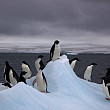 canicula in antarctica cea mai calda zi pe cel mai friguros continent