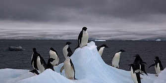canicula in antarctica cea mai calda zi pe cel mai friguros continent