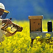 programul national apicol 2017 - 2019 va fi trimis in martie la bruxelles spre aprobare