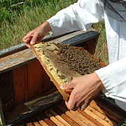 sprijin financiar de 302 milioane de lei pentru apicultori