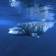 o specie de balene ar putea detine secretul pentru o viata mai lunga