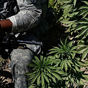 de ce cultiva soldatii italieni marijuana