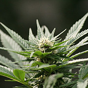 doctorii moldoveni vor legalizarea cannabisului ca medicament