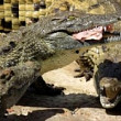 africa de sud circa 15000 de crocodili au scapat dintr-o crescatorie