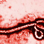 ebola se extinde cu repeziciune