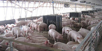abatoarele romanesti apte sa exporte carne de porc in japonia