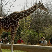 gradina zoologica din targu mures detine singura girafa din romania