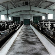 zeci de dozatoare de lapte sub sechestru laptele contaminat cu aflatoxina