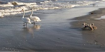 natura face show pe plaja din sulina foto video