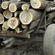 ue interzice comertul cu lemn taiat ilegal