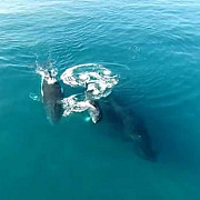 o familie de balene a oferit un spectacol inedit aproape de tarm