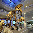 muzeul antipa va gazdui o noua expozitie consacrata dinozaurilor