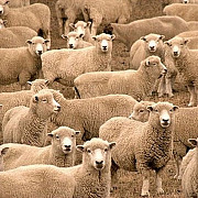 zeci de mii de oi romanesti moarte de foame si sete in timpul transportului catre export