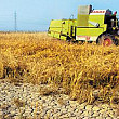 despagubiri pentru fermierii afectati de seceta