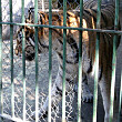 brasov barbat sfasiat de tigru la gradina zoologica