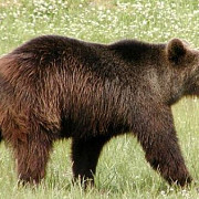 ursii ataca din nou