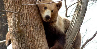proiecte romanesti de protejare a ursului si acvilei tipatoare mici in topul programului life al ce