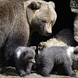 ursoaica si puii care au speriat turistii de la cheia au fost capturati si mutati la zarnesti