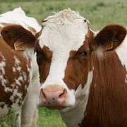 arabia saudita a interzis importul de bovine din romania