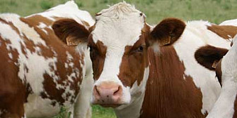 arabia saudita a interzis importul de bovine din romania