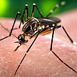 primul caz confirmat de transmitere sexuala intre doi homosexuali a virusului zika