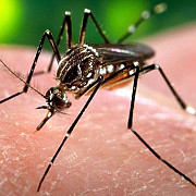 ce este infectia cu zika si cum se manifesta