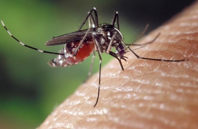 sase cazuri de infectie cu virusul west nile raportate in romania recomandari pentru populatie