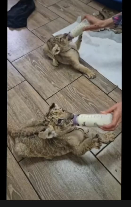 sky si bella puii de leu deveniti atractii ale gradinii zoologice bucov