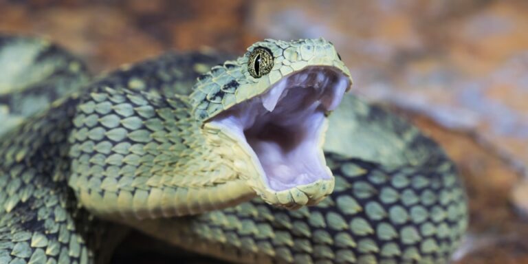 ANAF-ul ia la puricat averile maneliştilor şi „barosanilor” de pe Facebook