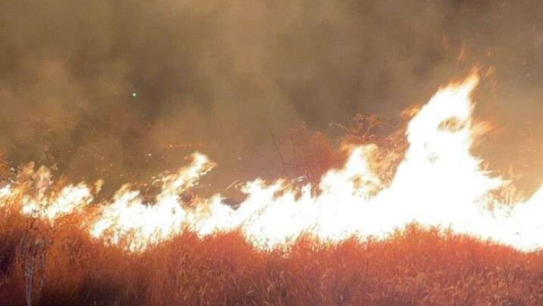 Ai dat foc grădinii? Pregătește portofelul! Amenzile ajung până la 15.000 de lei!