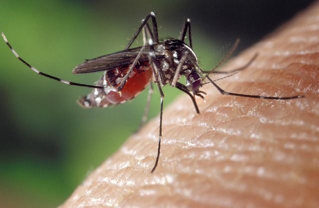 Șase cazuri de infecție cu virusul West Nile raportate în România. Recomandări pentru populație