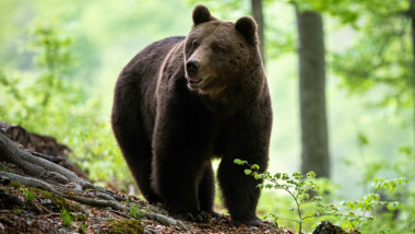 Urs în Câmpina. A fost transmis mesaj RO-Alert