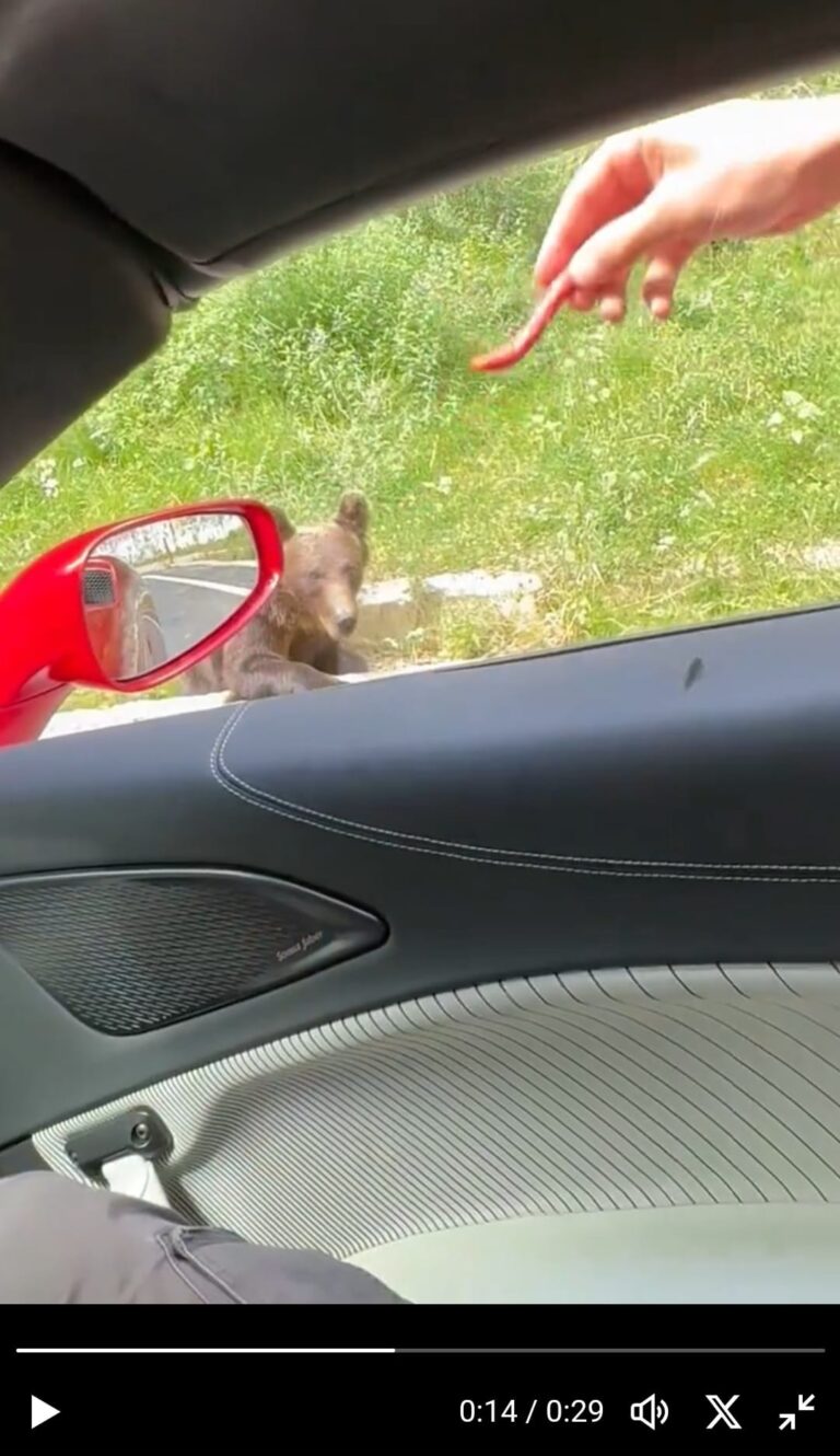 Atât putem! Doi cetățeni au hrănit ursul prin fereastra mașinii. Garda Forestieră Ploiești s-a autosesizat
