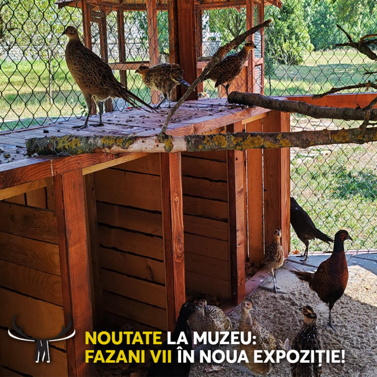 Fazani vii, atracția toamnei la Muzeul Posada