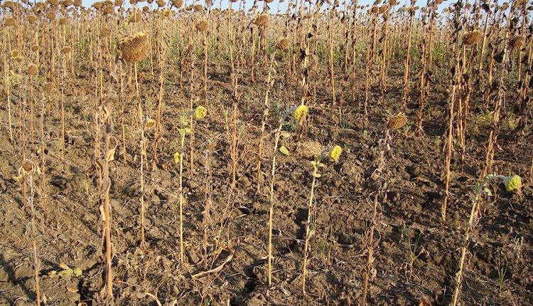 Secetă devastatoare în Prahova. Peste 44.000 de hectare de culturi afectate