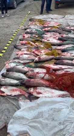 Peste 400 kg de pește confiscate în urma unui pescuit neautorizat în Prahova