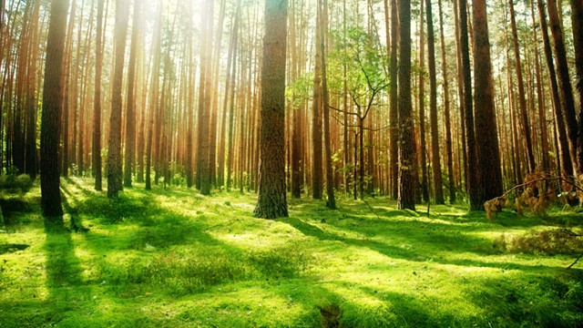 Campania „Scutul Pădurii” în Prahova: tăierile ilegale scad, dar infracțiunile cresc