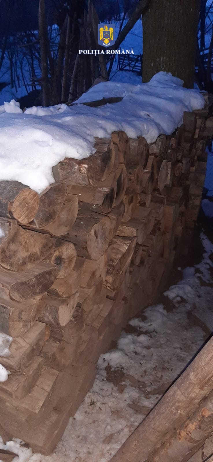 Poliția în acțiune. Suspect cercetat pentru tăiere și furt de arbori