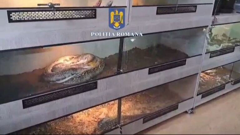Autoritățile prahovene au descoperit o rețea ilegală de trafic cu reptile și nevertebrate