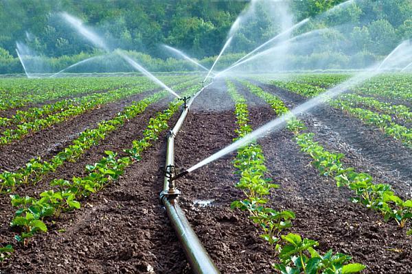 Canicula pune presiune pe agricultori. ANIF Prahova asigură apă de irigații gratuită