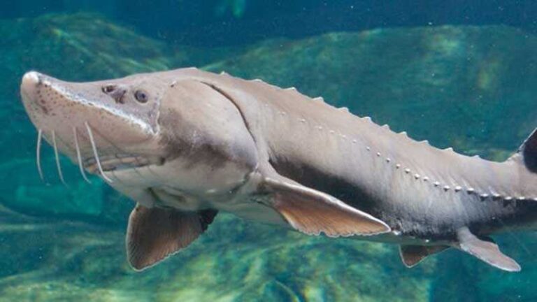 Salvatorii din Tulcea au scos din plase opt sturioni și un delfin