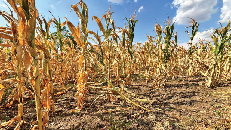 Agricultura românească în prag de criză! Seceta reduce drastic productii de mare importanță