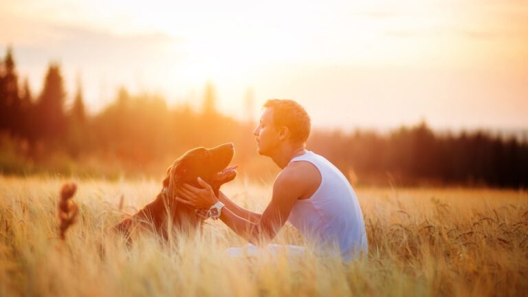 Cumperi des mâncare pentru câini de talie mare? Nu neglija aceste lucruri: