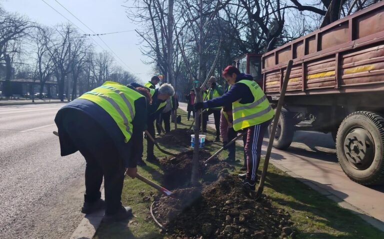 80 de copaci, plantaţi de SGU pe Bulevardul Castanilor din Ploieşti
