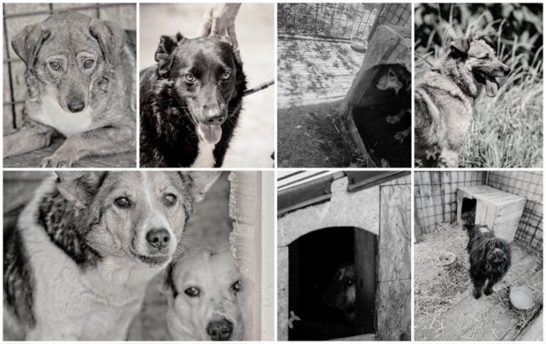 Percheziţii de amploare, în patru judeţe, într-o anchetă privind eutanasierea ilegală a câinilor fără stăpân