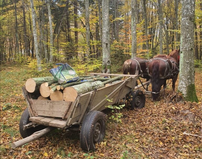 Au furat ca în codru. La propriu!